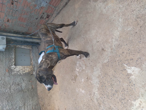 Imagem 2 de 4 de Venda De Cachorro Raça Fila Femea