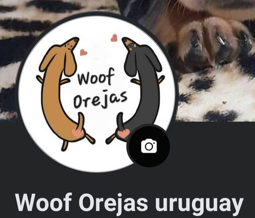 Imagen 10 de 10 de Perros Salchichas Cachorros Mini