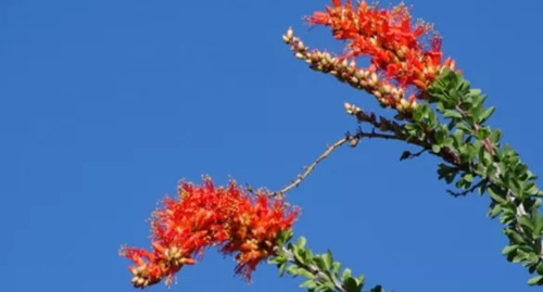 Fouquieria Splendens, Ocotillo, 10 Semillas, Mp