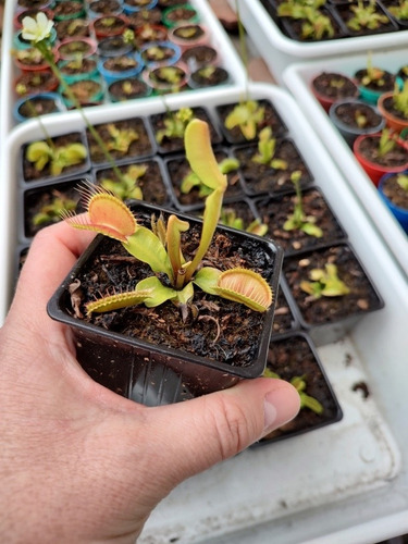 Planta Carnívora Venus Atrapamoscas Envíos A Todo El Pais!