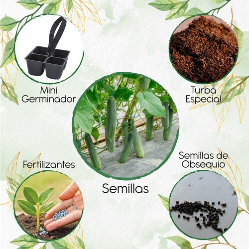 50 Semillas Orgánicas De Pepino + Mini Kit De Germinación