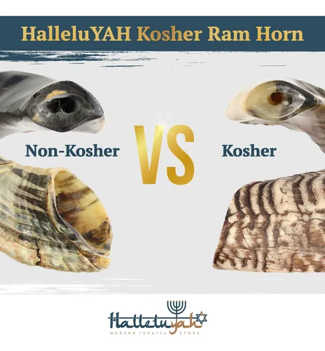 Cuerno De Carnero Shofar Halleluyah De 14 A 16 Cm, Kosher, I