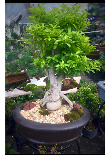 Arbolito Bonsai Duranta Natural