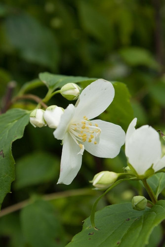 Celinda, Celindas, Celindo, Flor De Angel, Philadelphus10lts