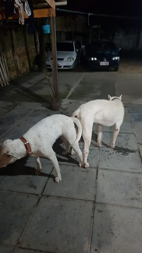 Filhote De Dogo Argentino 31 Dias
