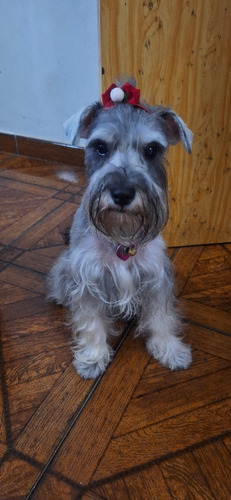 Schnauzer Mini, Sal Y Pimienta Para La Monta