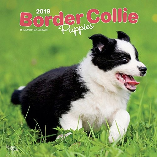 Border Collie Puppies 2019 12 X 12 Inch Monthly Square Wall 