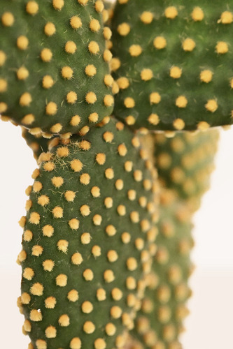 Planta Cactus Opuntia, Alas De Ángel, Orejas De Conejo Nopal