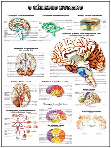 Poster Anatomia Cérebro 65x100cm Para Decorar Sala Clinica