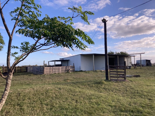 Imagen 8 de 21 de Chacra De 8 Hás Con Vivienda Próximo A Tala