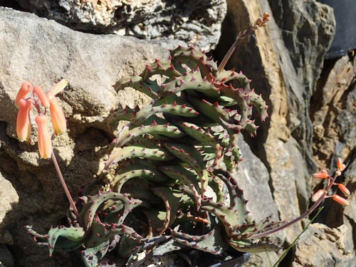 Aloe Castilloniae (gasteria, Haworthia, Lithops).