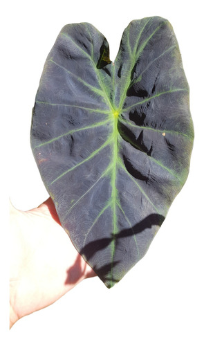 Colocasia Imperial 