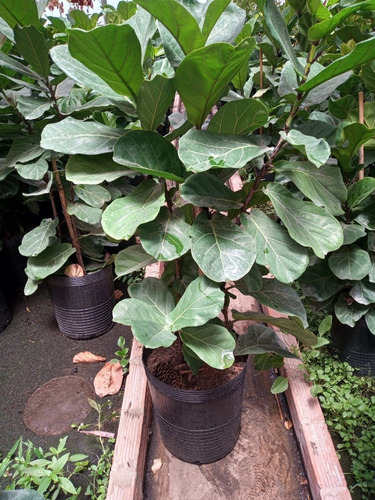 Ficus Pandurata - Hermoso - Entrega Gratis Caba Y Gba