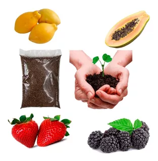 Kit Sementes De Frutas Anãs Para Plantio De Mudas Z + Brinde