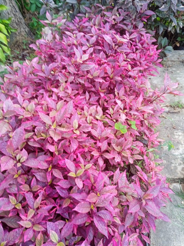 Plantas Teresita