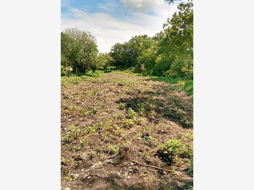 Imagen 5 de 7 de Terreno En Venta Alpuyeca , Morelos