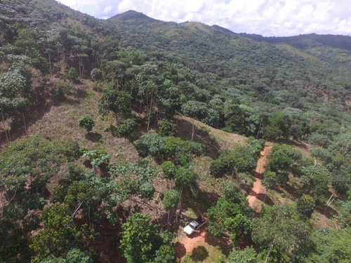 Finca 11700 Tareas En Monte Plata Con 5500 Tareas De Cacao