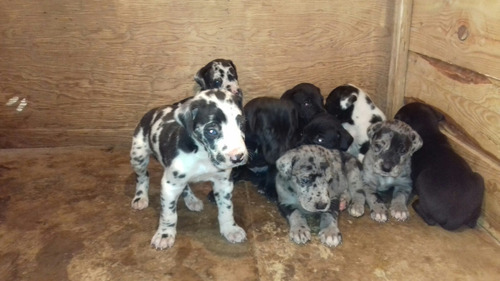 Perritos De Gran Danes