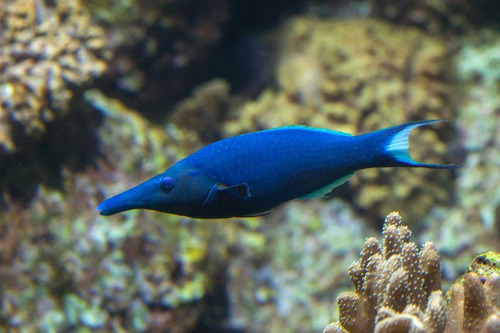 Pez Marino - Gomphosus Varius - Labrido Pájaro