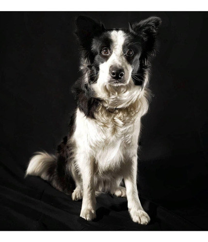 Cachorros Border Collie Pedigree Preventa