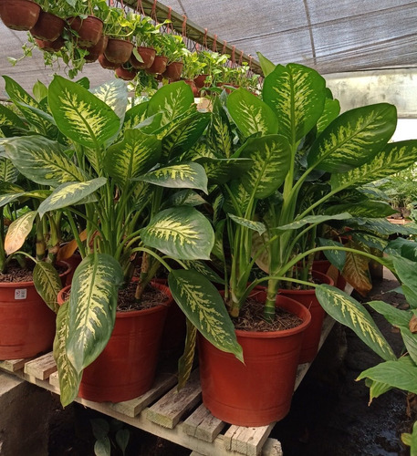 Planta De Interior Dieffenbachia Tropic Maceta 29. Grandes!