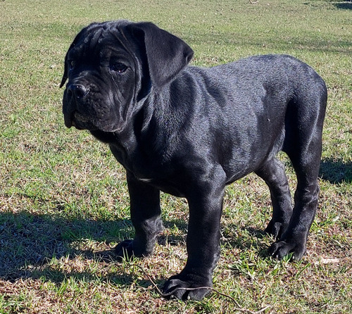 Cachorros Cane Corsos