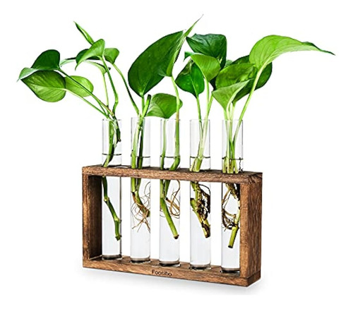 Foosibo Plant Terrarium With Wooden Stand, Wall Hanging Glas