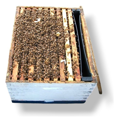 Colmena Abeja- Camara De Cria - Nucleo - Reina - El Dorado (Usado)