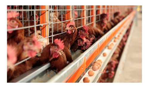 Aminoácido Aves Suplemento Crescimento Engorda Max Aves 5kg.