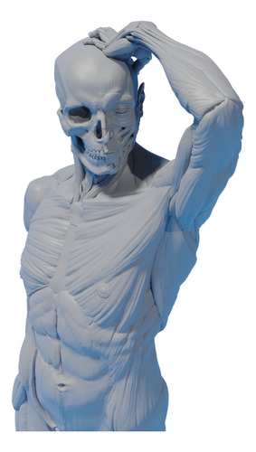 Modelo Anatómico Muscular Para Arte En Resina 20cm
