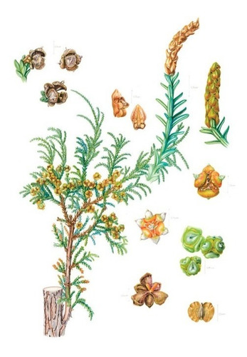 Imagen 4 de 7 de Plantas Y Arboles De Los Bosques De Chile / Gardner