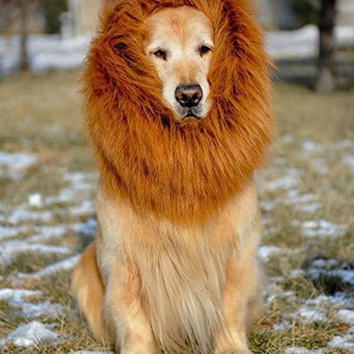 Perro Melena De León, Disfraces De Halloween Para Perros, M | Cuotas sin interés Perro Melena De León, Disfraces De Halloween Para Perros, M | Cuotas sin interés