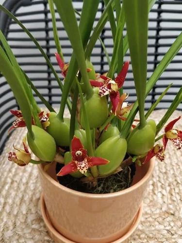 Orquídea Gongora Y Maxxillaria 