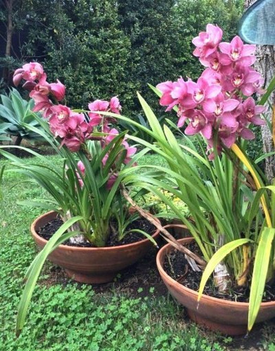 Orquídea Cymbidium Cor De Rosa - Adulto