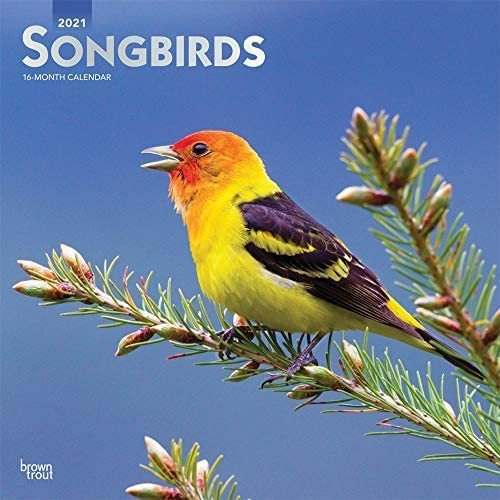 Libro: Songbirds 2021 Calendario De Pared Cuadrado Mensual X