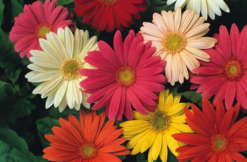 Semillas De Flores Gerbera. Mix Colores  (100 Uds.)