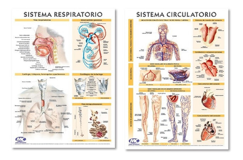 Lámina Sistema Circulatorio Y Respiratorio -doble Faz 70x100