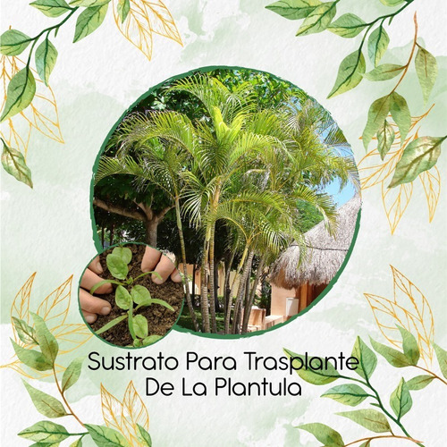 Sustrato Para Trasplante De Palma Areca