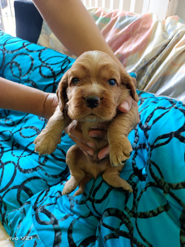 Vendo Hermosos Cachorros Cocker Spaniel Pura Raza 