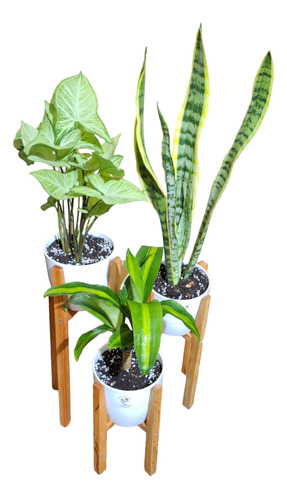 Plantas De Interior Maceta Pie Nordico 