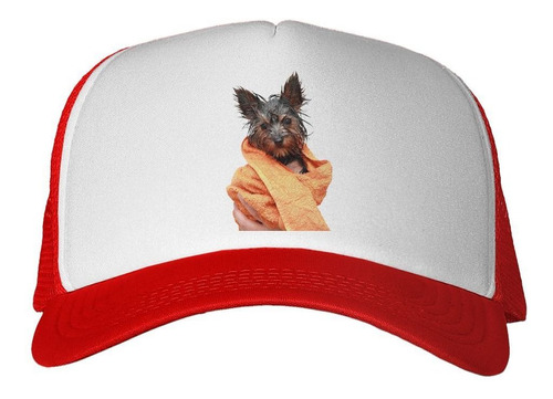 Gorra Perro Yorkshire Baño Mojado