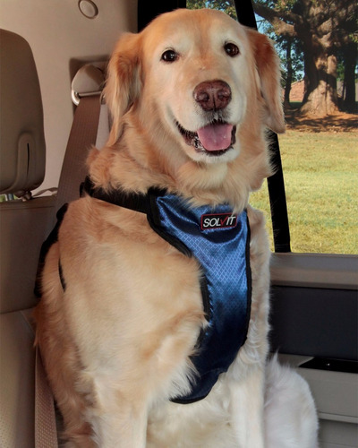 Arnes De Seguridad Para Tu Perro En El Auto