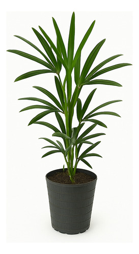 Palmera Raphis - Interior | Vivero Kaki -