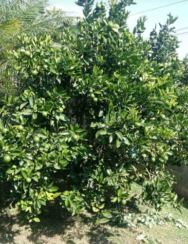 Imagem 11 de 18 de Pj Pequena Chácara A Venda