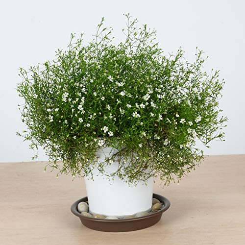 Plato Para Maceta De Planta Tite De Color Blanco