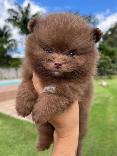 Pomerania Choco-parti Marron Y Blanco