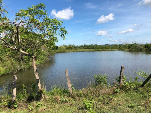 Imagen 6 de 22 de Finca En Tinaquillo Con 132 Hectáreas, Excelente Oportunidad