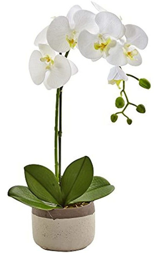 Casi Natural 4569 Phalaenopsis Orquídea En Macetero De Cerám
