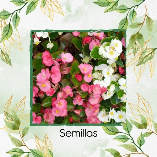 8.000 Semillas De Flor Begonia Pichón + Obsequio Germinación