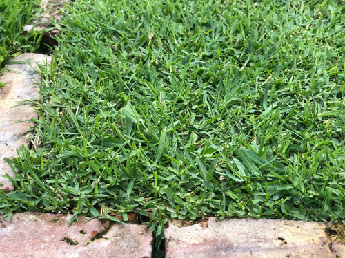 Imagen 2 de 6 de Bermuda Grass 500 Gr ( Grama Gramilla Chipica ) Semillas